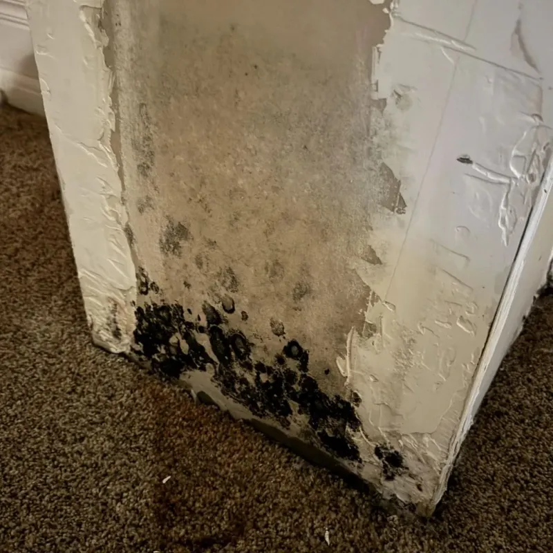 Professional Mold Removal in Portland, WI